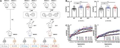 Abnormal Glucose Metabolism in Male Mice Offspring Conceived by in vitro Fertilization and Frozen-Thawed Embryo Transfer